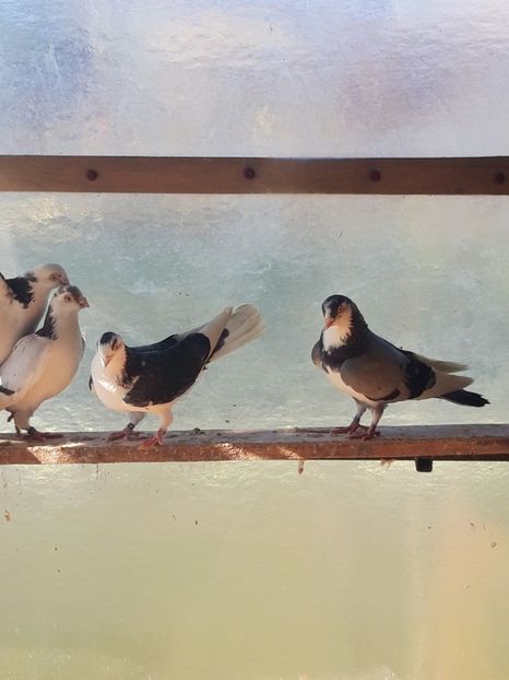  - porumbei galateni pe vanat