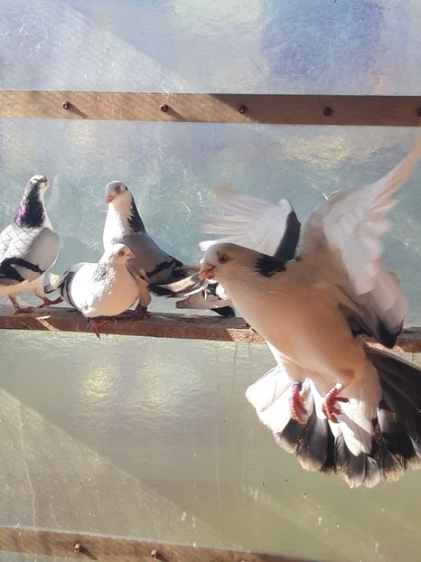  - porumbei galateni pe vanat