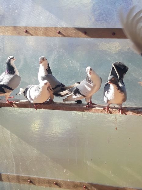  - porumbei galateni pe vanat