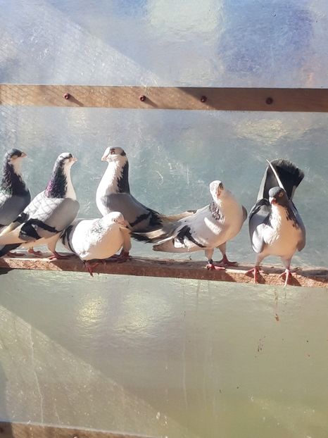  - porumbei galateni pe vanat