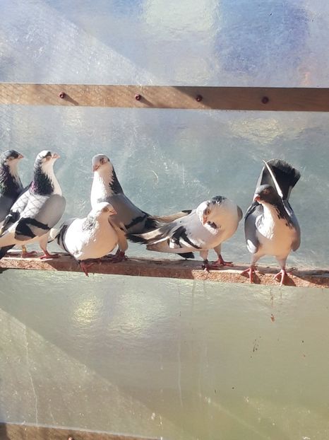  - porumbei galateni pe vanat