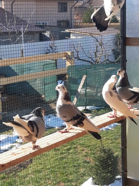  - porumbei galateni pe vanat