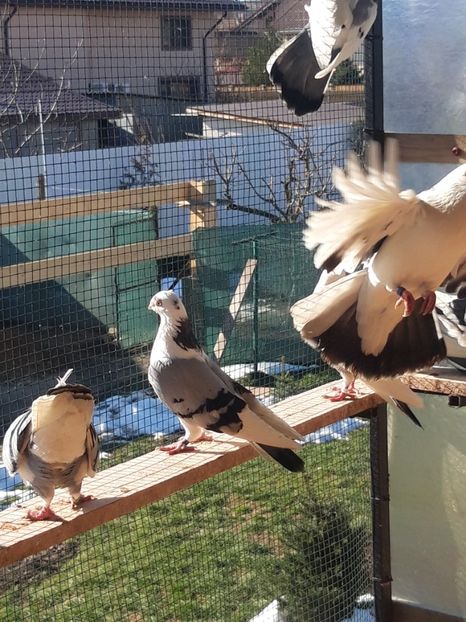  - porumbei galateni pe vanat