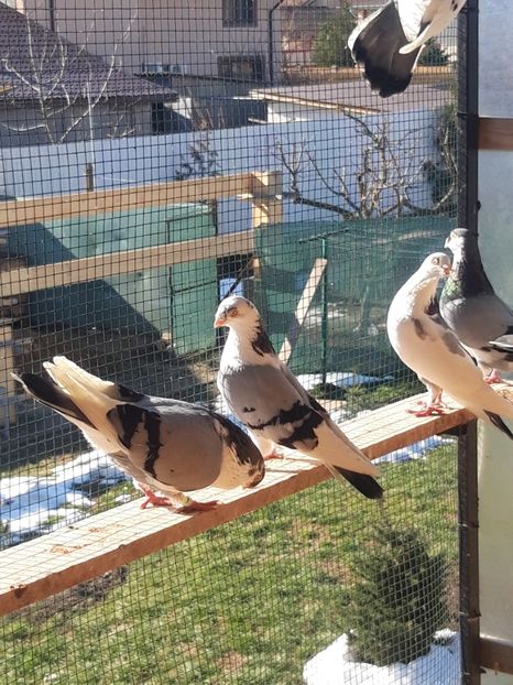  - porumbei galateni pe vanat