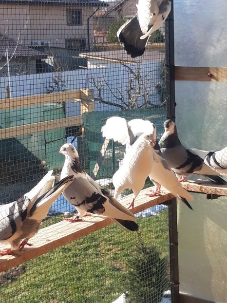  - porumbei galateni pe vanat