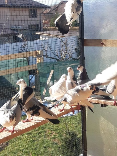  - porumbei galateni pe vanat