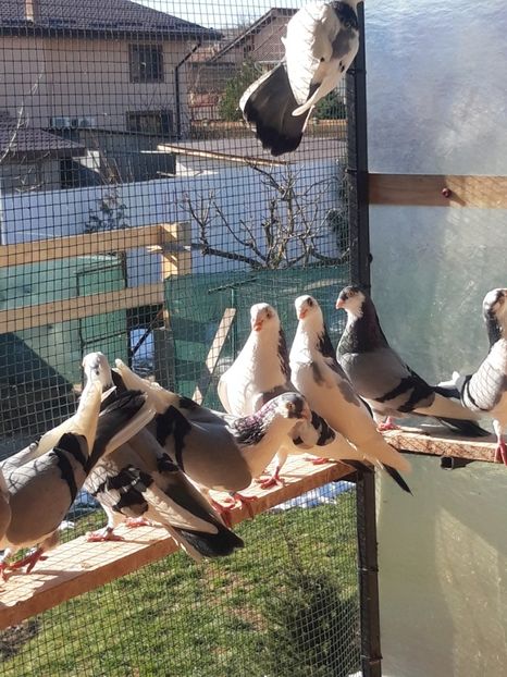  - porumbei galateni pe vanat