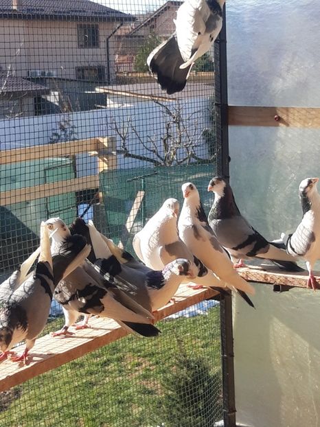  - porumbei galateni pe vanat