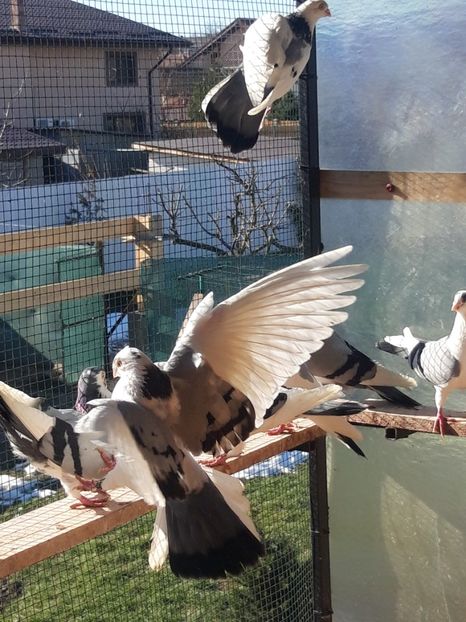  - porumbei galateni pe vanat