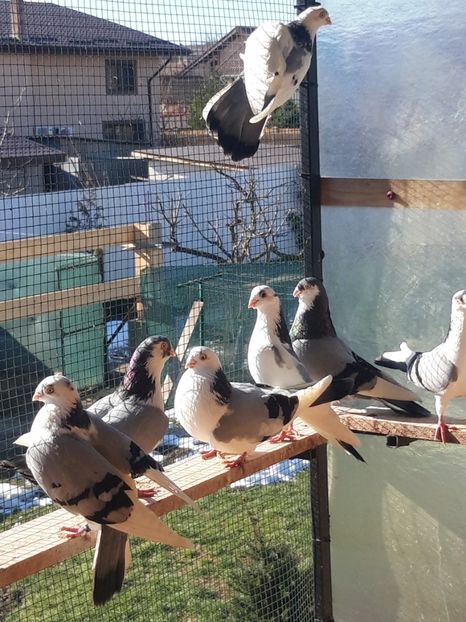  - porumbei galateni pe vanat