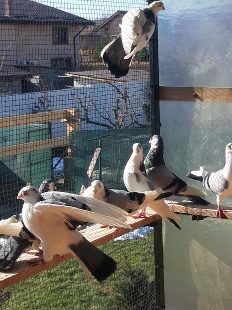  - porumbei galateni pe vanat