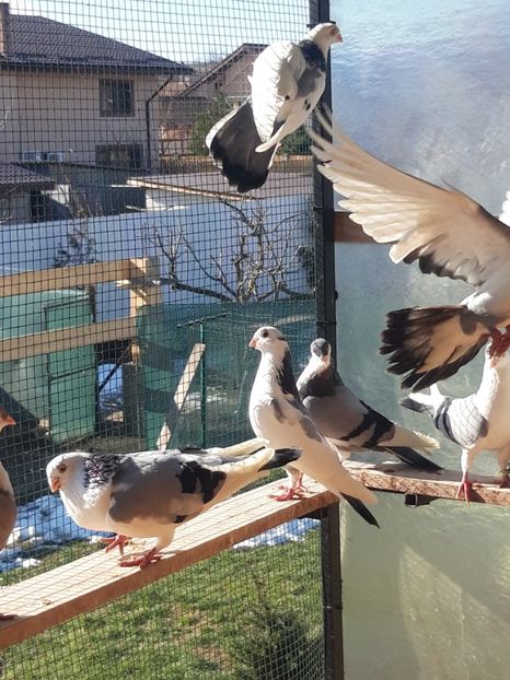  - porumbei galateni pe vanat