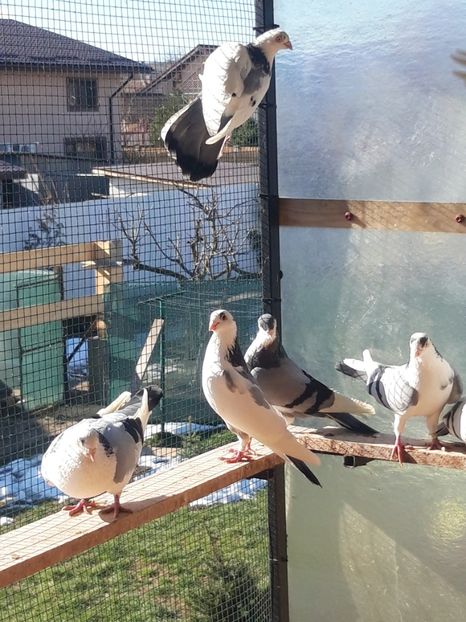  - porumbei galateni pe vanat