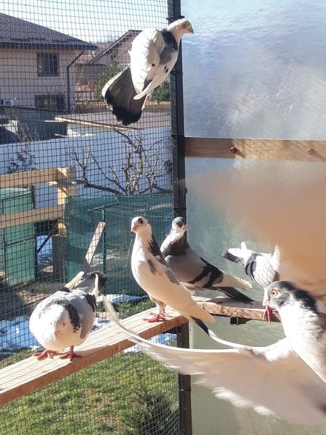  - porumbei galateni pe vanat