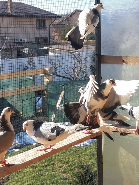  - porumbei galateni pe vanat