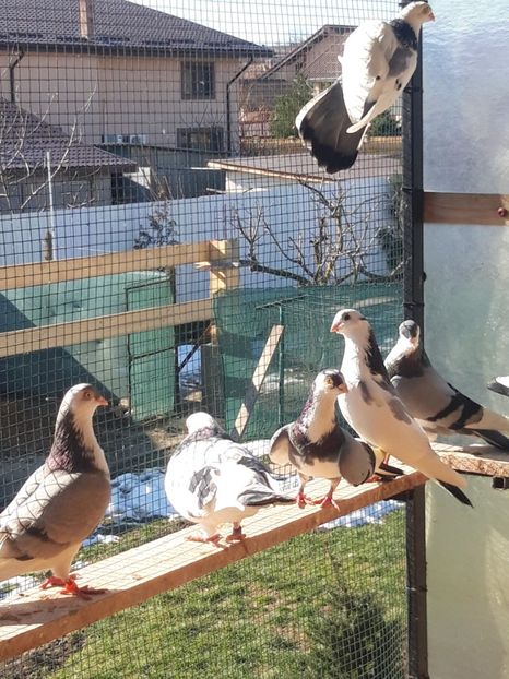  - porumbei galateni pe vanat