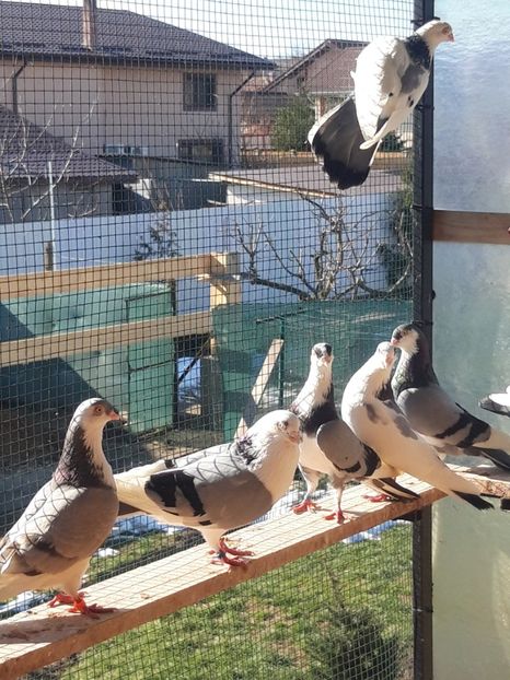  - porumbei galateni pe vanat