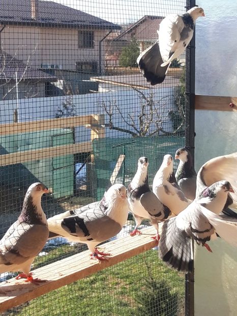  - porumbei galateni pe vanat