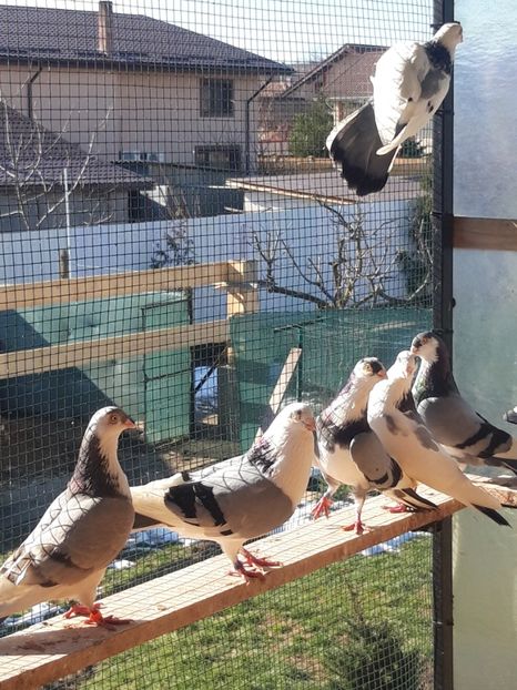  - porumbei galateni pe vanat