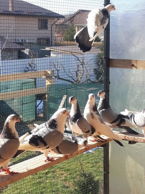  - porumbei galateni pe vanat