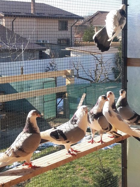  - porumbei galateni pe vanat