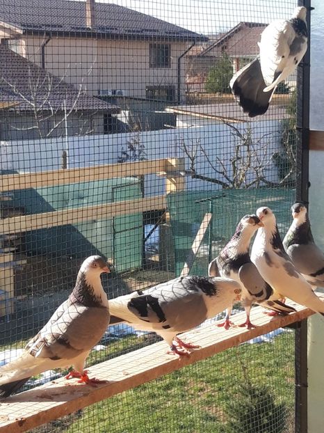  - porumbei galateni pe vanat