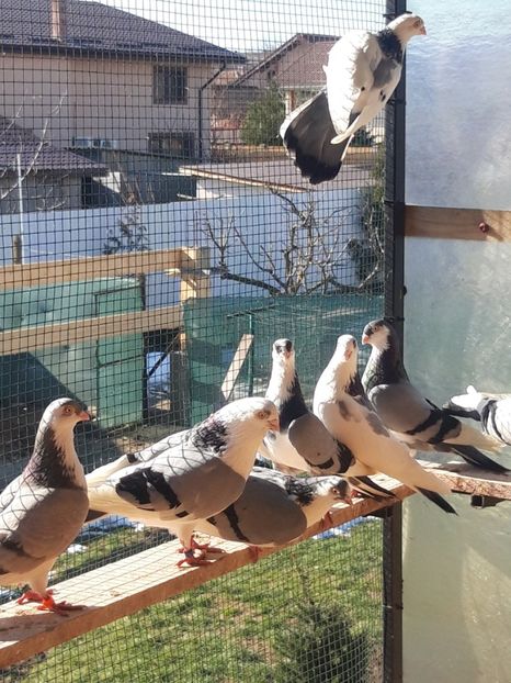  - porumbei galateni pe vanat