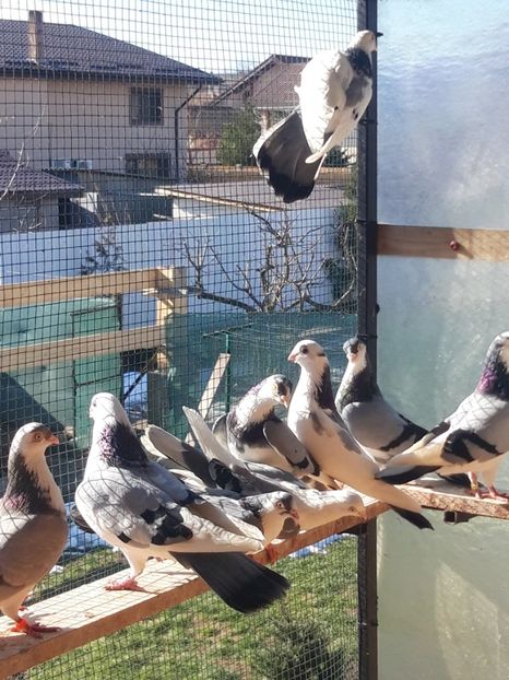  - porumbei galateni pe vanat