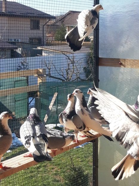  - porumbei galateni pe vanat