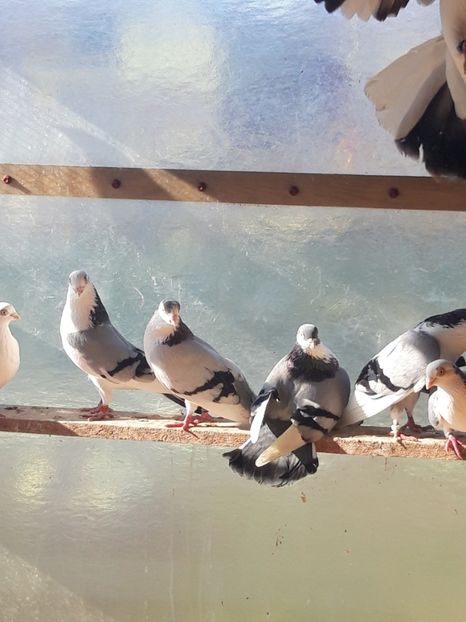  - porumbei galateni pe vanat