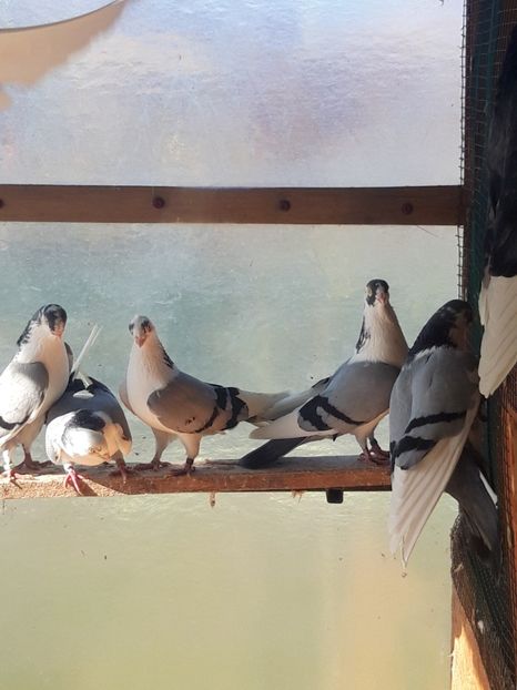  - porumbei galateni pe vanat