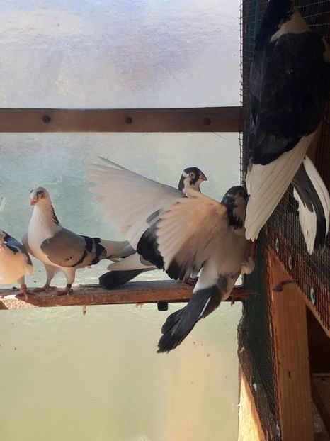  - porumbei galateni pe vanat