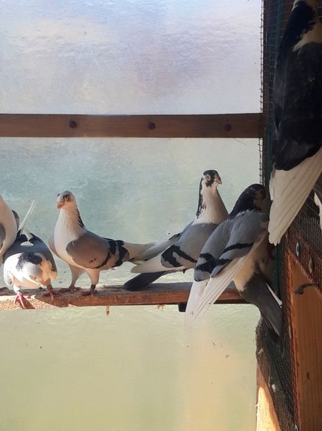  - porumbei galateni pe vanat