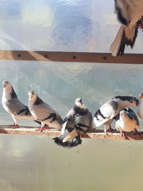  - porumbei galateni pe vanat