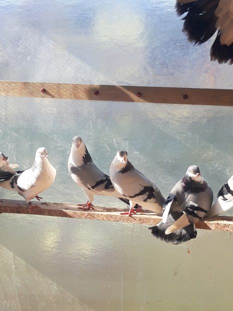  - porumbei galateni pe vanat