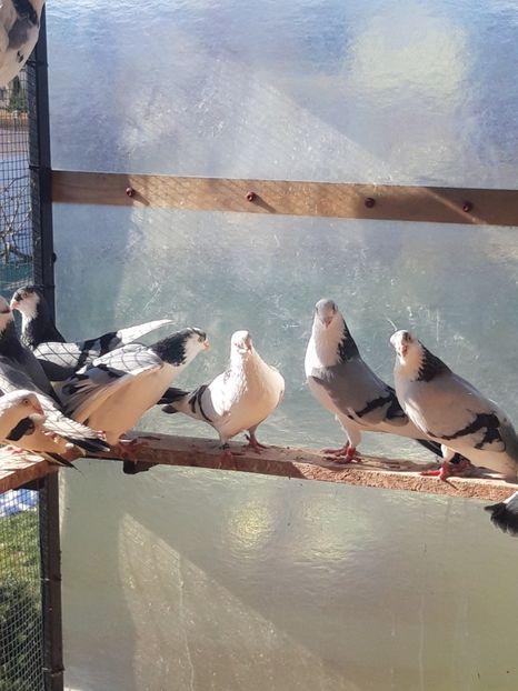  - porumbei galateni pe vanat