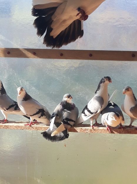  - porumbei galateni pe vanat