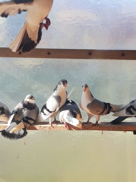  - porumbei galateni pe vanat