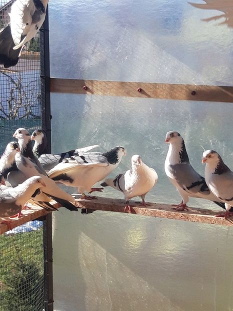  - porumbei galateni pe vanat