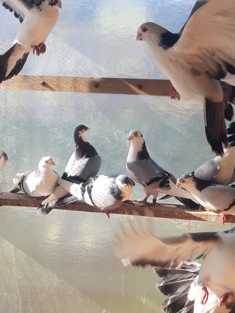  - porumbei galateni pe vanat