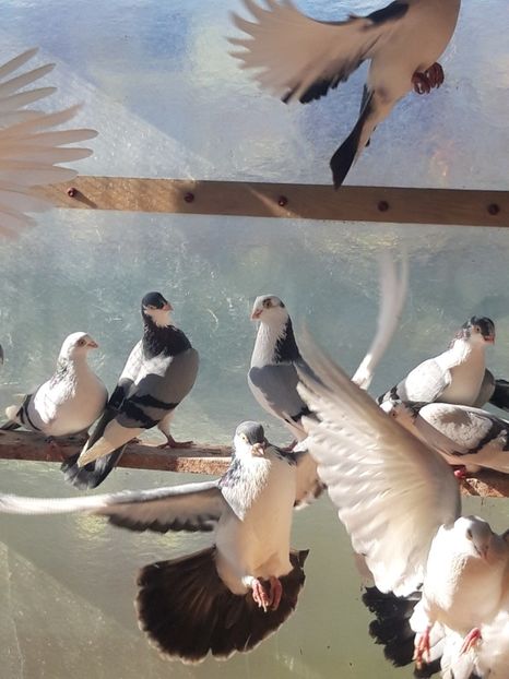  - porumbei galateni pe vanat