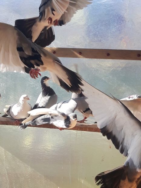  - porumbei galateni pe vanat