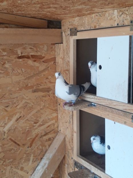  - porumbei galateni pe vanat