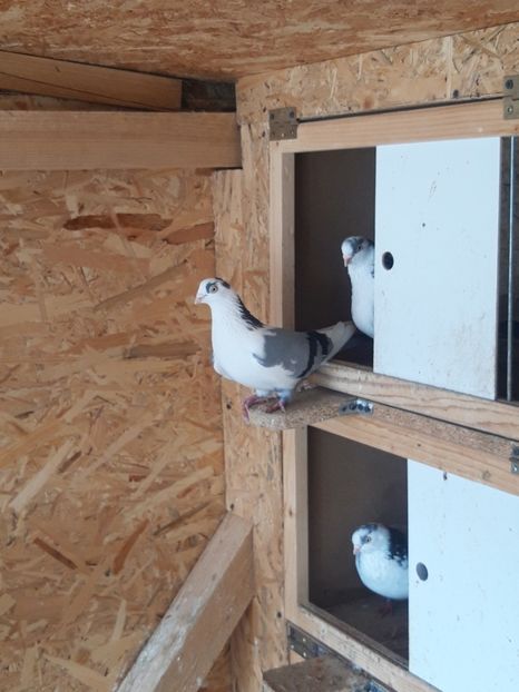  - porumbei galateni pe vanat