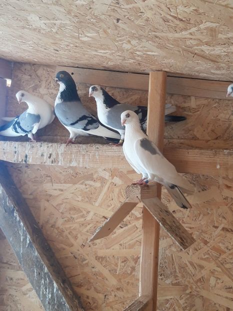  - porumbei galateni pe vanat