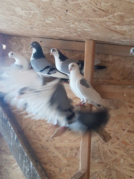  - porumbei galateni pe vanat