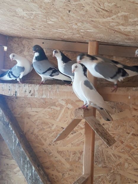  - porumbei galateni pe vanat