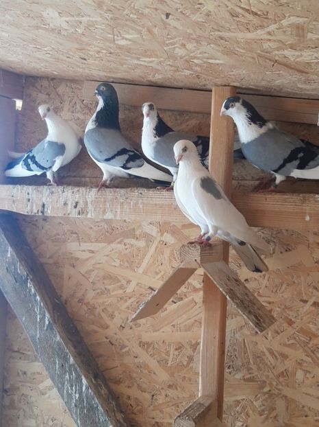  - porumbei galateni pe vanat