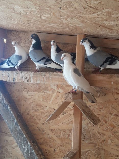  - porumbei galateni pe vanat