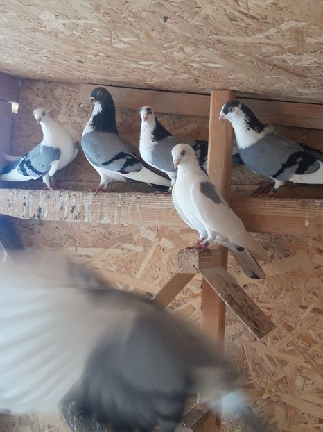  - porumbei galateni pe vanat